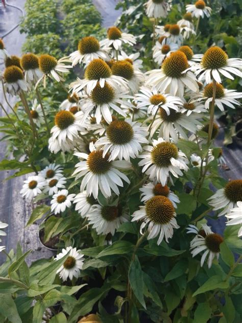 Ežiuolė „kismet White” Echinacea „kismet White” Andriūnų ūkis