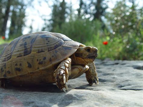 Greek Tortoise - Learn About Nature