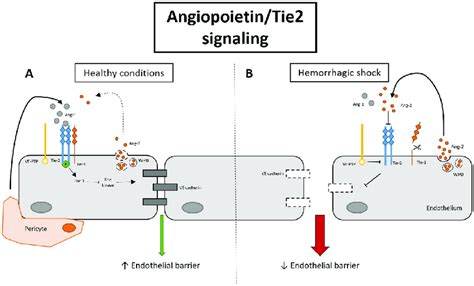 Schematic Overview Of The Effect Of Angiopoietintie2 Signaling On