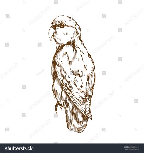 Hand Drawn Parrot Isolated On White Stock Vector Royalty Free