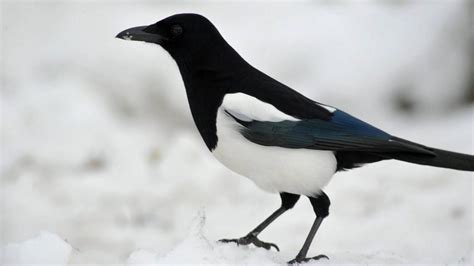 Magpie Characteristics Behavior And More