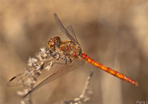 Sympetrum Striolatum De Maria Lopez Fotored Es