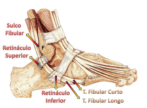 Retinaculo Anatomia Papel E Caneta