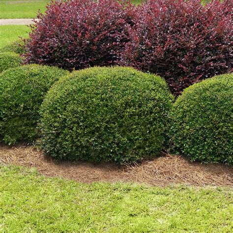 Dwarf Burford Holly