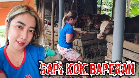 Sapi Inces Duro Ngambek Waktu Mau Di Review Youtube