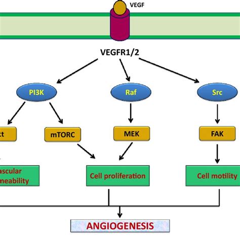 Signaling Pathway Of Angiogenesis In Endometriosis As A Multifactorial