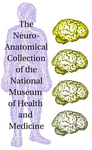 Comparative Mammalian Brain Collections National Museum Of Health And