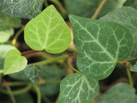 Different Types Of Ivy Plants With Pictures