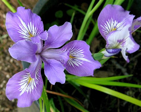 Ardenwald Johnson Creek Plant Sale City Of Milwaukie Oregon Official