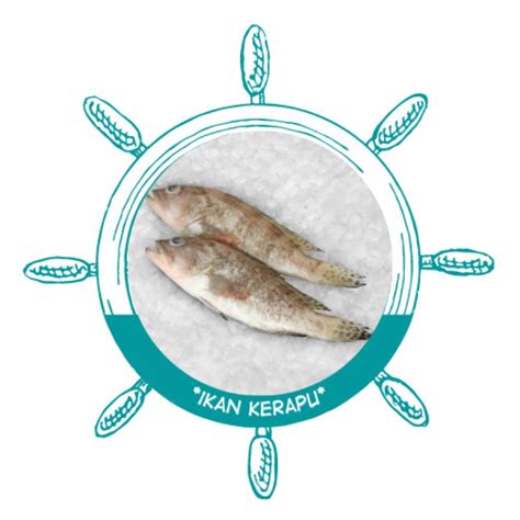 Jual Ikan Kerapu Segar Kerapu Fresh Kerapu Surabaya Ikan Kerapu