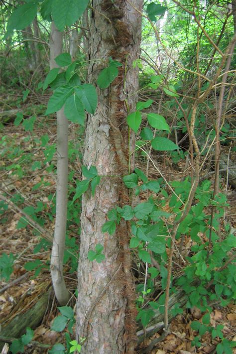 Poison Ivy And Future Huge Vine I Wondered How The Enormous Flickr