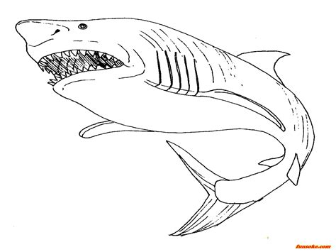 ️Megalodon Coloring Pages To Print Free Download| Gambr.co