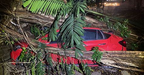 Kereta Rosak Dihempap Pokok Harian Metro