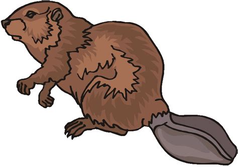 Beaver clipart fur trade, Beaver fur trade Transparent FREE for ...