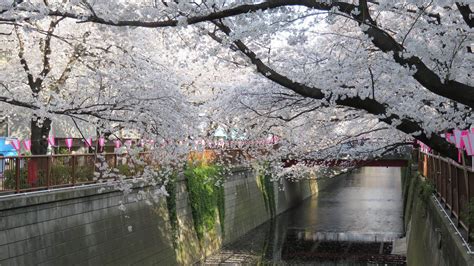 Guide to Cherry Blossom Season in Japan - Pinpoint Traveler