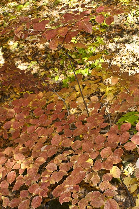 Minnesota Seasons Pagoda Dogwood