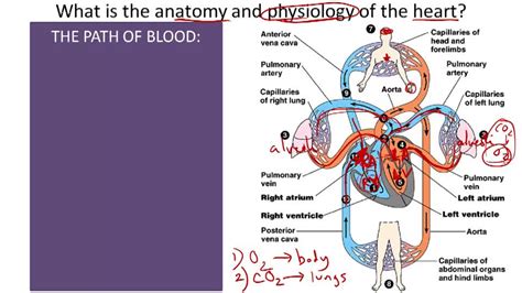 Circulatory System Diagram And Functions