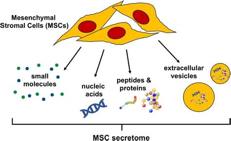 Exosome And Secretome Theraphy Cell Tissue Technology