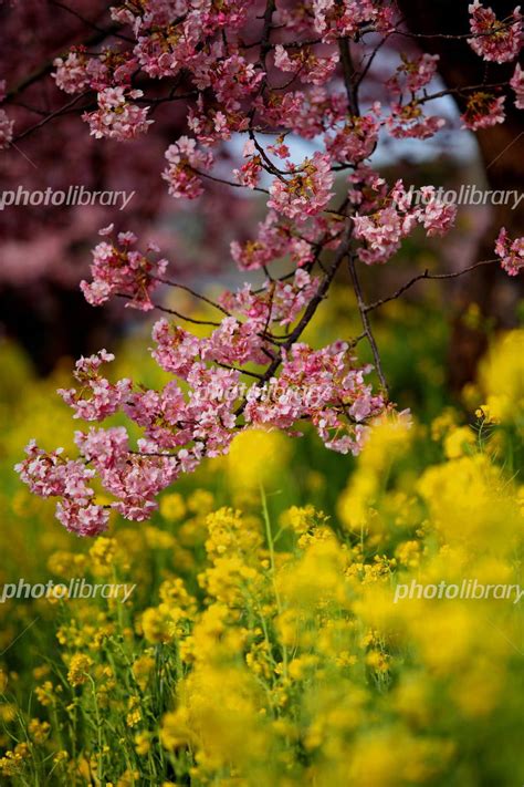 河津桜と菜の花と犬 写真素材 726352 フォトライブラリー Photolibrary