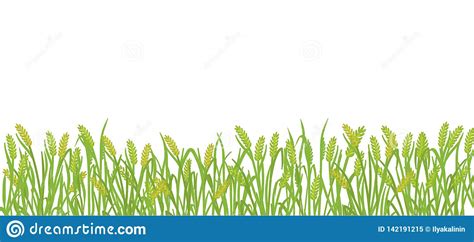 Cereal Rye Field Banner Background Green Agricultural Plant Grass