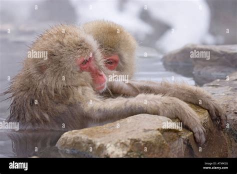 Snow Monkeys Japanese Macaques Bathing In Hot Springs Jigokudani Nagano Alps Japan Stock Photo
