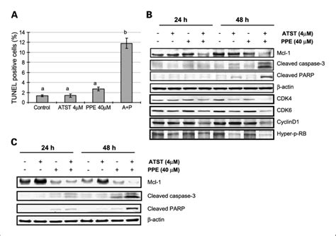 Effects Of PPE Atorvastatin Or Their Combination On Cell