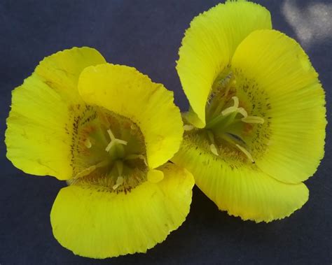 Calochortus luteus - Linda Vista Native Plants