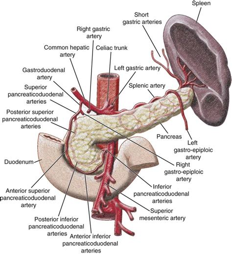 Alimentary Tract Vasculature Radiology Key