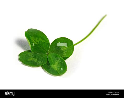 green clover cloverleaf stock photo alamy