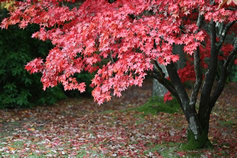 Érables du Japon Découvrez les variétés les conseils de plantation