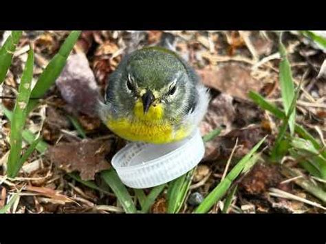 Rescuing Two Birds After A Hard Landing On Our Car Youtube