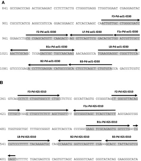 环介导等温扩增 LAMP 法在蝙蝠白鼻病真菌 Pseudogymnoascus destructans 快速诊断中的开发和应用