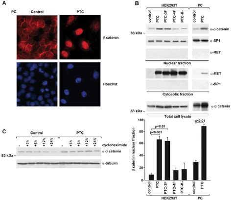 Ret Ptc Stabilizes Catenin And Promotes Its Nuclear Accumulation