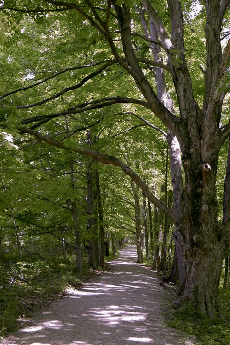 A wooded path by jpreisch on DeviantArt