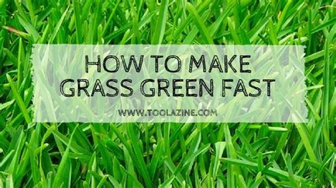 How To Make Lush Green Grass Fast 6 Actionable Steps Green Grass