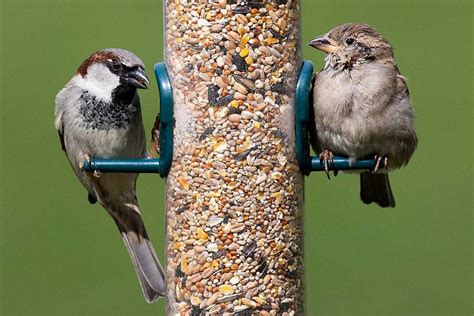 Northeastern Birds Identification | mandyscharms