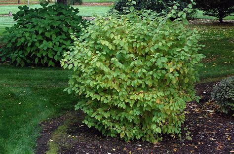 Cornus Sanguinea Midwinter Fire Landscape Plants Oregon State