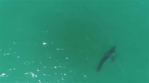 Drone Footage Of Great White Shark Swimming At Full Speed Youtube