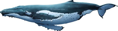 Lifesize Humpback Whale By Namu The Orca On Deviantart