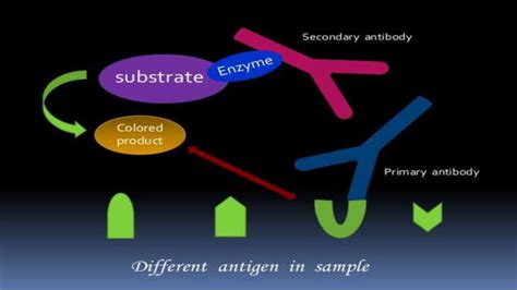 Enzyme Linked Immuno Sorbent Assay Ppt