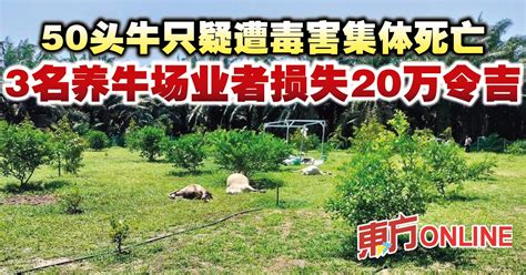 50头牛只疑遭毒害集体死亡 3名养牛场业者损失20万令吉 南马 地方 東方網 馬來西亞東方日報