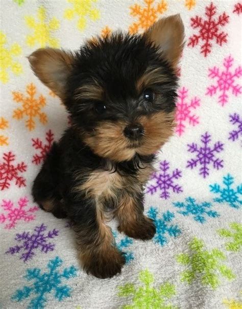 Yorkshire Terrier Puppies For Sale New York Ny 200027