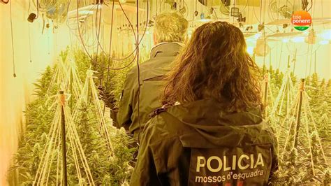 Troben Plantes De Marihuana En Una Casa Que Es Va Incendiar Al