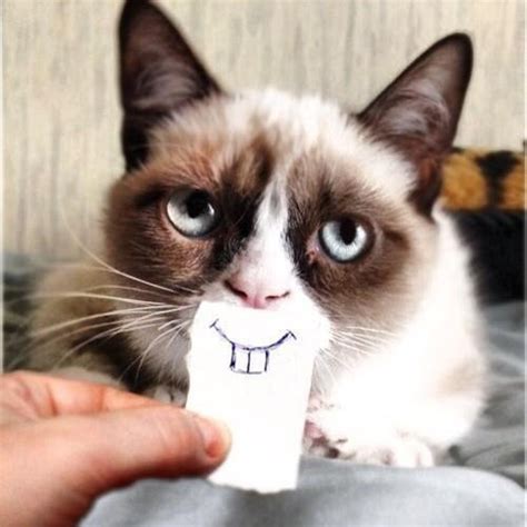 Turn That Frown Upside Down Grumpy Cat Meme Grumpy Cat Quotes Grumpy Cat Humor