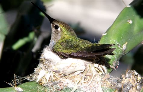 How to Offer Bird-Nesting Materials in Your Garden - The National