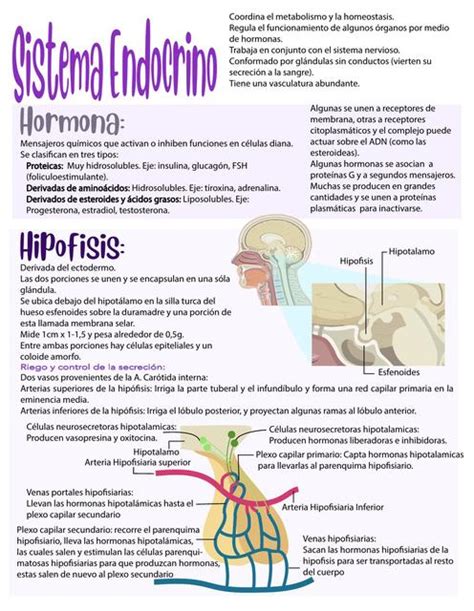 Sistema Endocrino Udocz