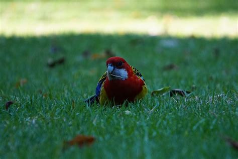 Eastern Rosella Adelaide Botanical Gardens South Australi Flickr