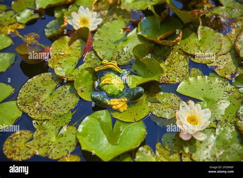Decorative Frogs Hi Res Stock Photography And Images Alamy