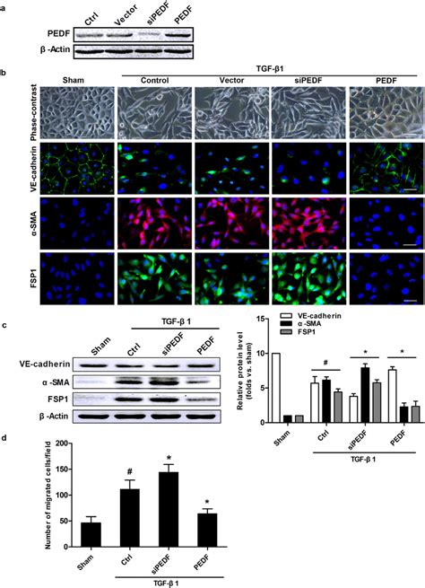 PEDF inhibited TGF β1 induced EndMT in RCMECs a Western blot