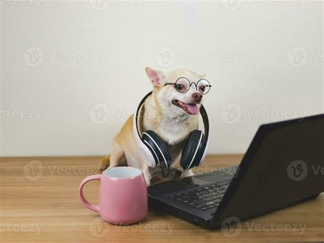 Dog With Headphones Stock Photos, Images and Backgrounds for Free Download